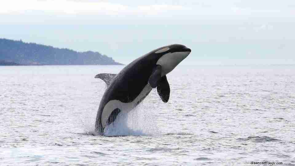 Rêver de baleines :plus de 50 types et leur signification 