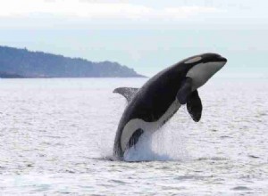 Rêver de baleines :plus de 50 types et leur signification 