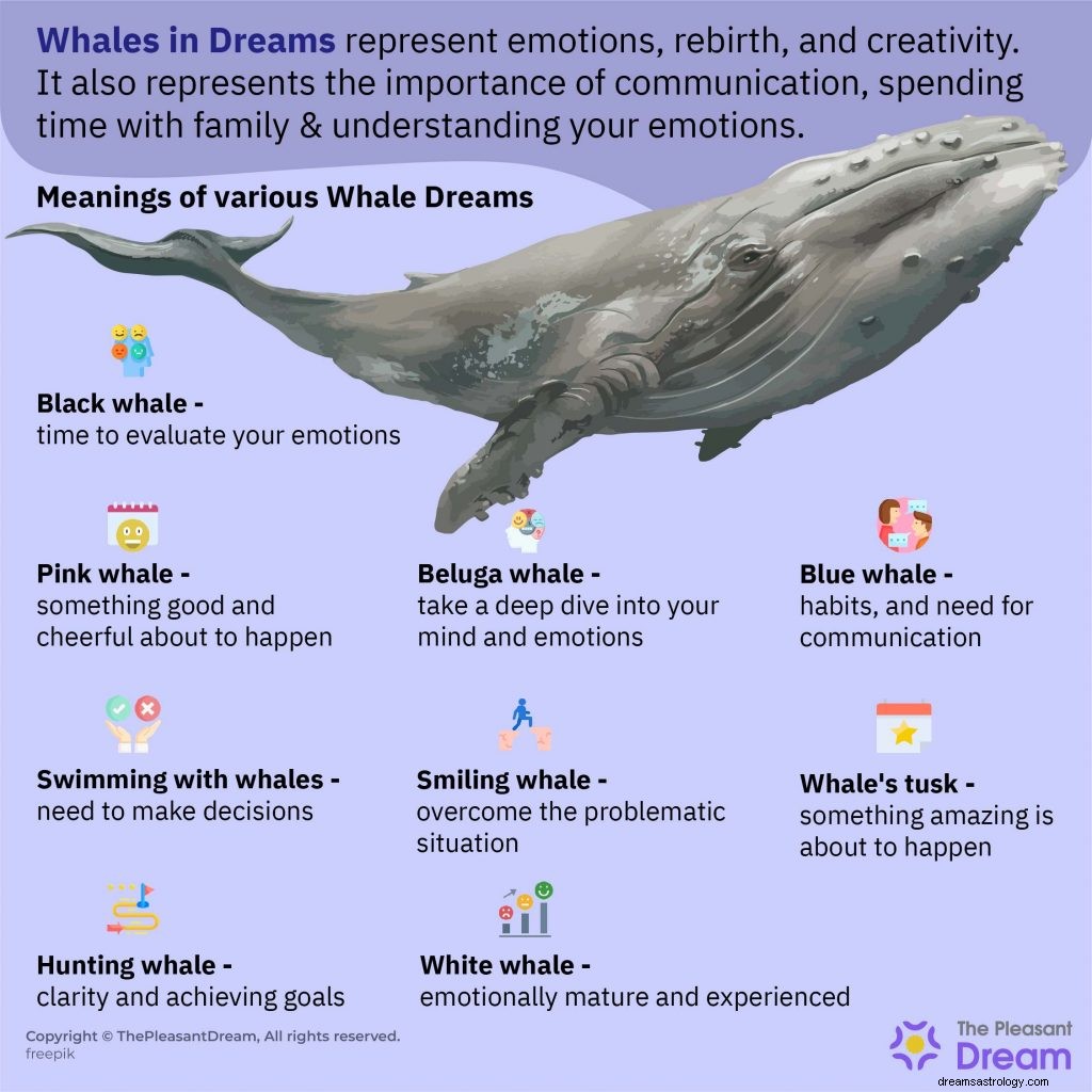 Rêver de baleines :plus de 50 types et leur signification 