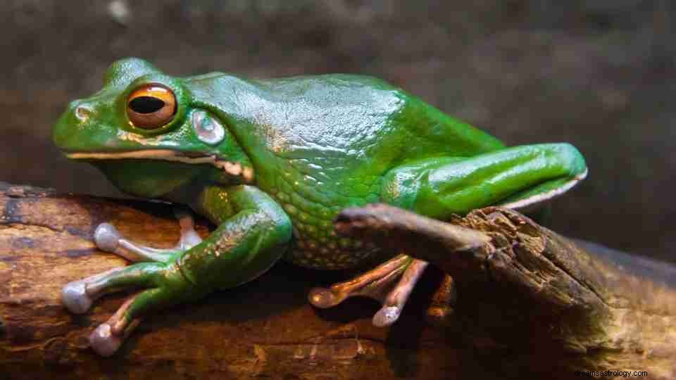 Frog Dream Meaning – En komplett guide 