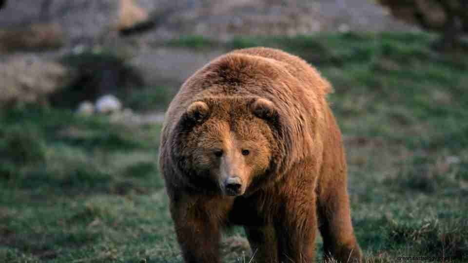 46 drømmer om bjørner – Den ultimate guiden med illustrasjoner 