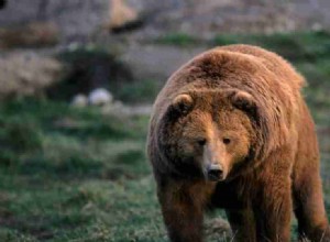 46 Rêves d ours - Le guide ultime avec illustrations 