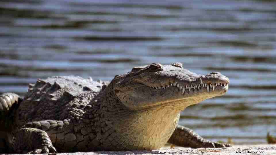 Drømmer om alligatorer - 40 typer og tolkninger 