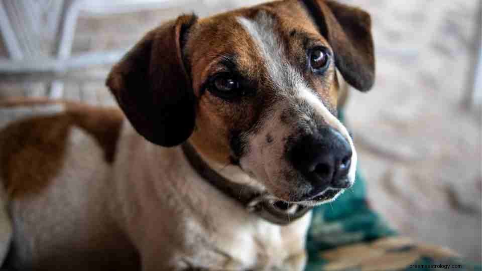 Sonhar com cachorro - o único guia que você precisa 