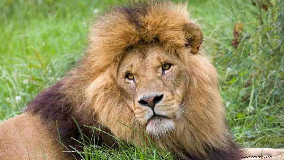 Lejon i dröm – Vad betyder det att drömma om lejon? Tolka NU! 