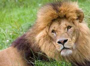 León en Soñar – ¿Qué significa soñar con leones? ¡Interpreta YA! 