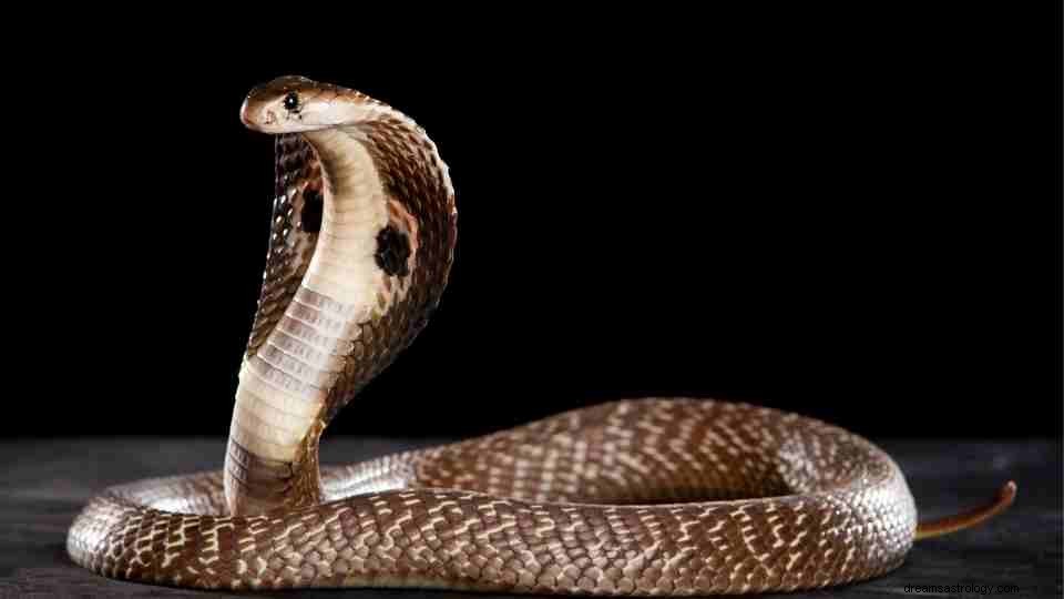 60 types de rêves sur les serpents et leur signification 