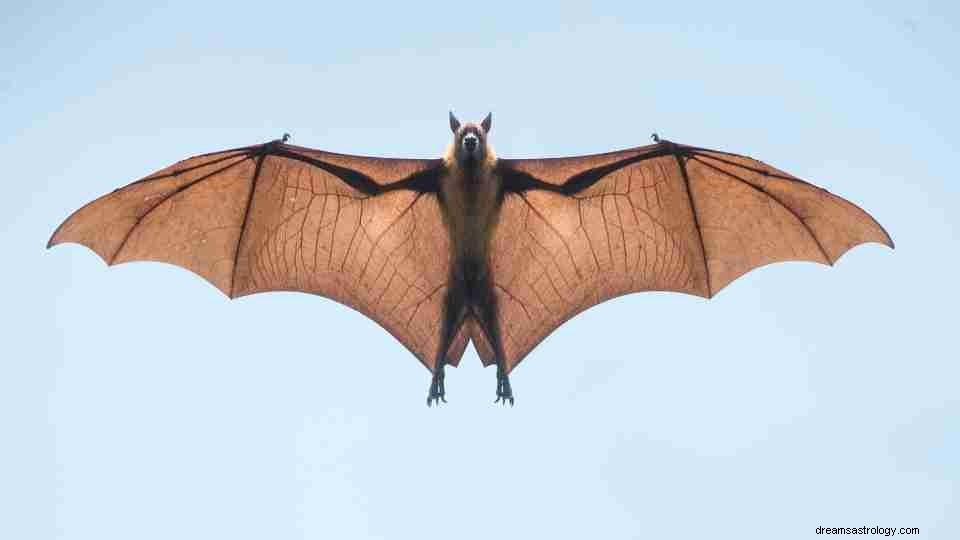 Sogna i pipistrelli:oltre 50 tipi e i loro significati 