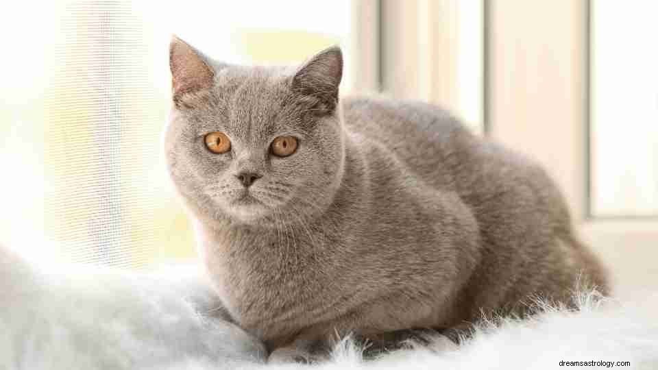 Snění o kočkách – 37 typů a výkladů 