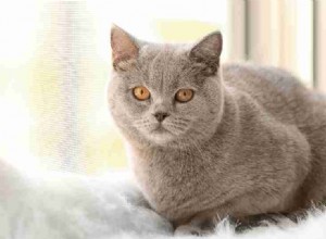 Snění o kočkách – 37 typů a výkladů 