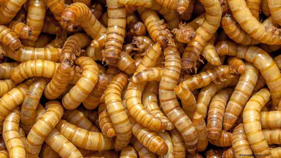 Soñar con gusanos:51 tipos e interpretaciones 