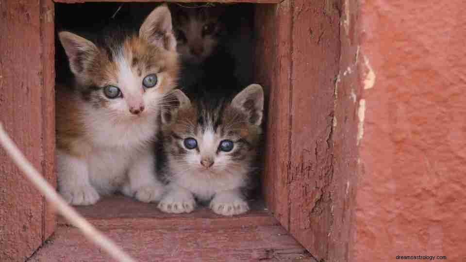 Rêvez-vous de chatons ces jours-ci ? (55 scénarios de rêve à prendre en compte) 