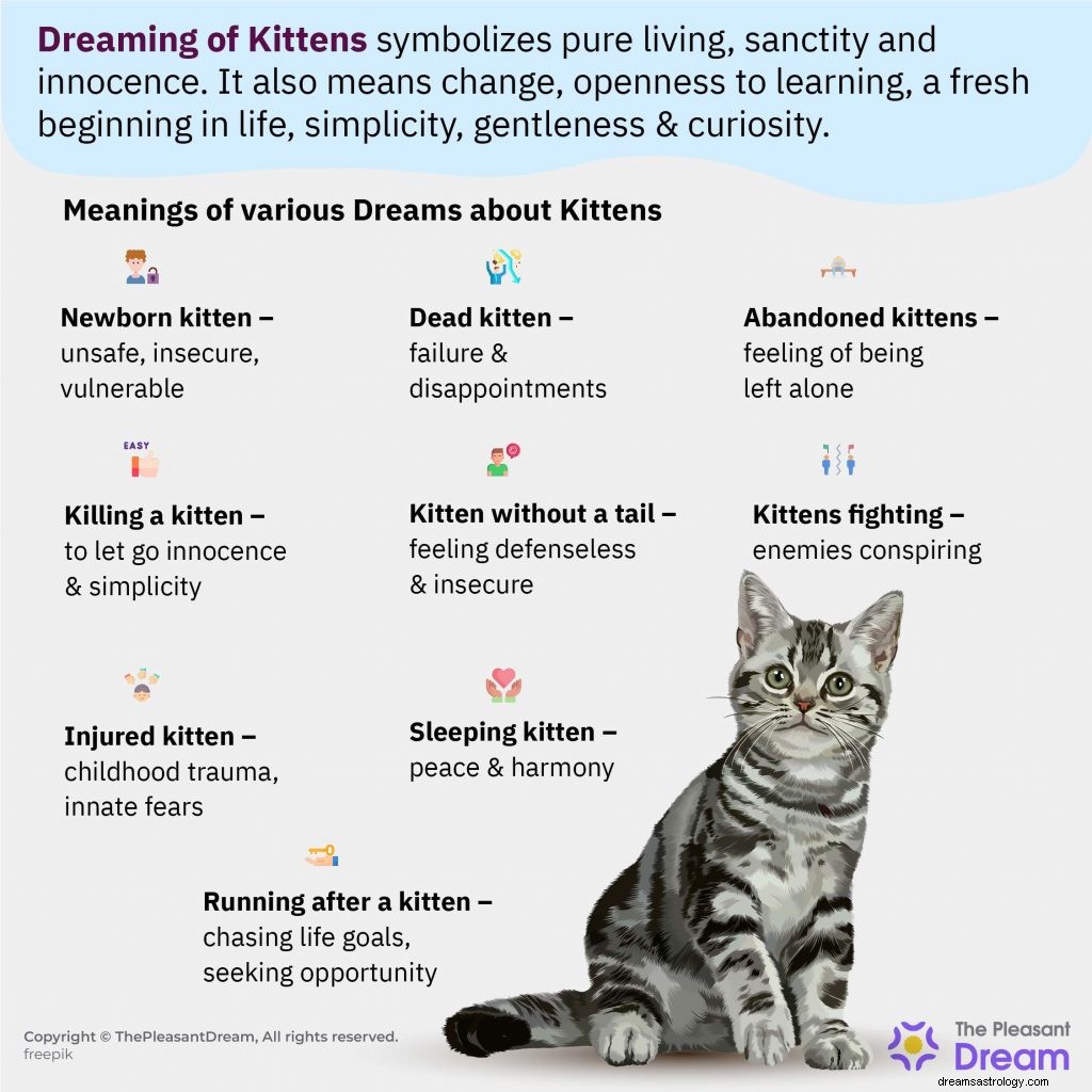 Você está sonhando com gatinhos nos dias de hoje? (55 cenários de sonho para contar) 