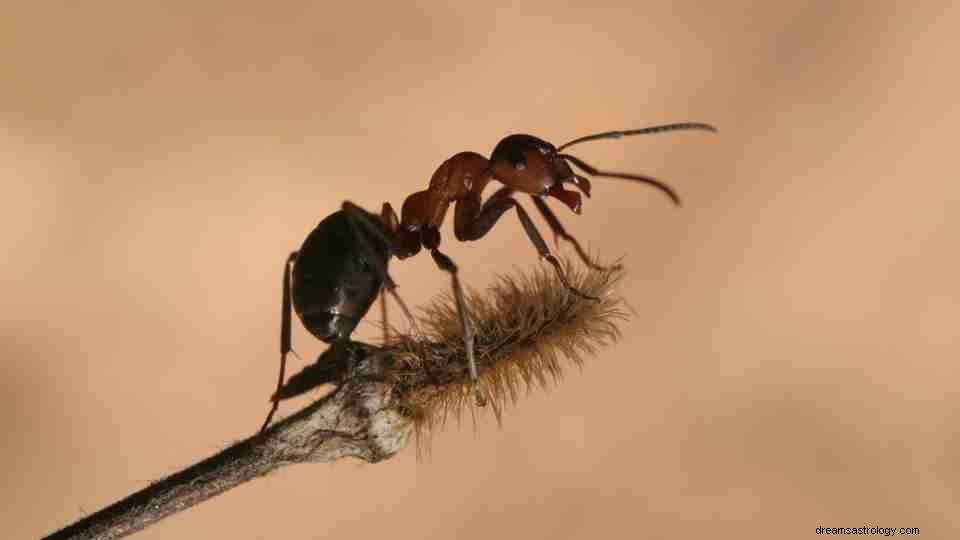Drömmer om myror:100 drömtyper och dess betydelse 