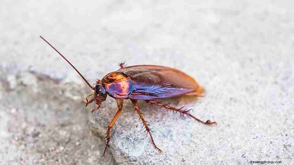 Betyder en dröm om kackerlackor att du har smutsiga tankar? 