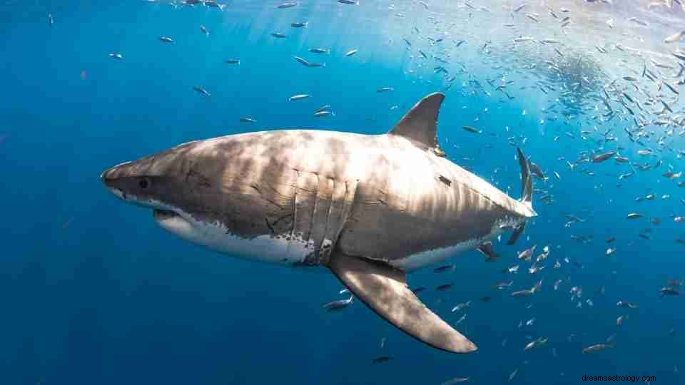 Você está tendo sonhos com tubarões com muita frequência? Aqui está o que significa [52 Tipos] 