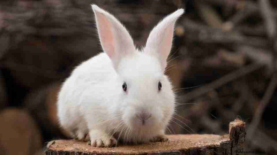 Droom je van konijnen en vraag je je af wat het betekent? Blijf lezen! [59 soorten] 