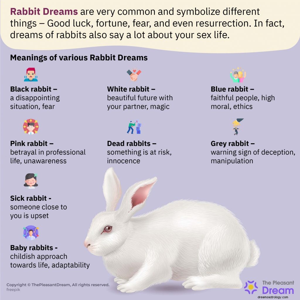 ¿Soñar con Conejos y preguntarse qué significa? ¡Sigue leyendo! [59 tipos] 