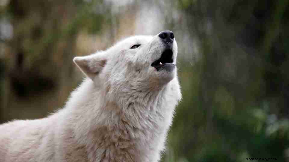 Os sonhos sobre lobos são sempre ruins? Descubra aqui! 