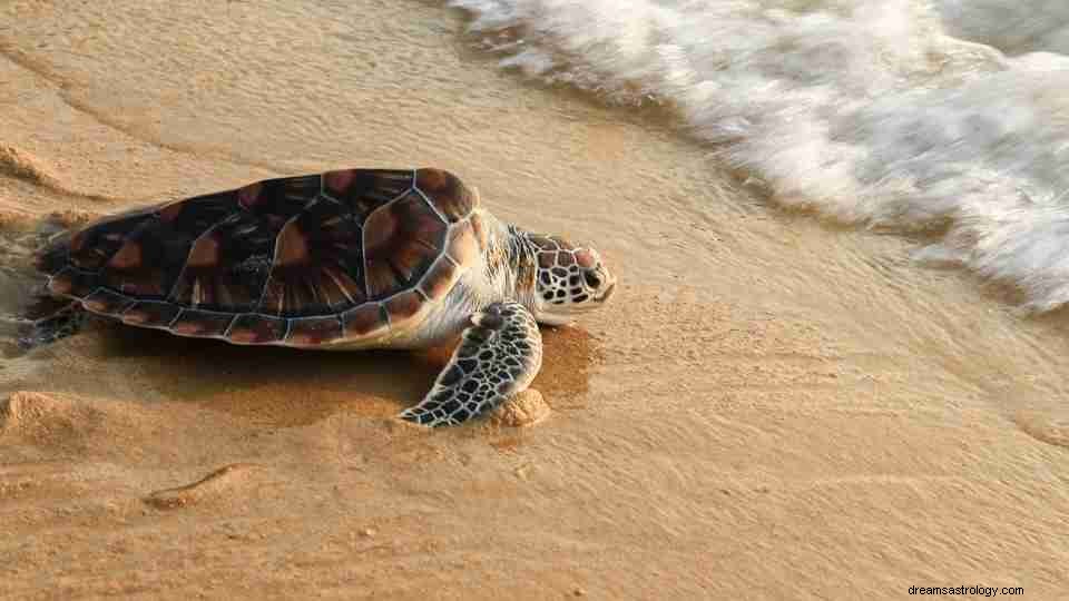 Rêver de tortues :100 intrigues et leur signification 