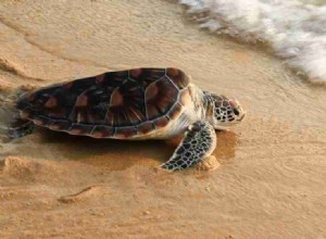 Rêver de tortues :100 intrigues et leur signification 