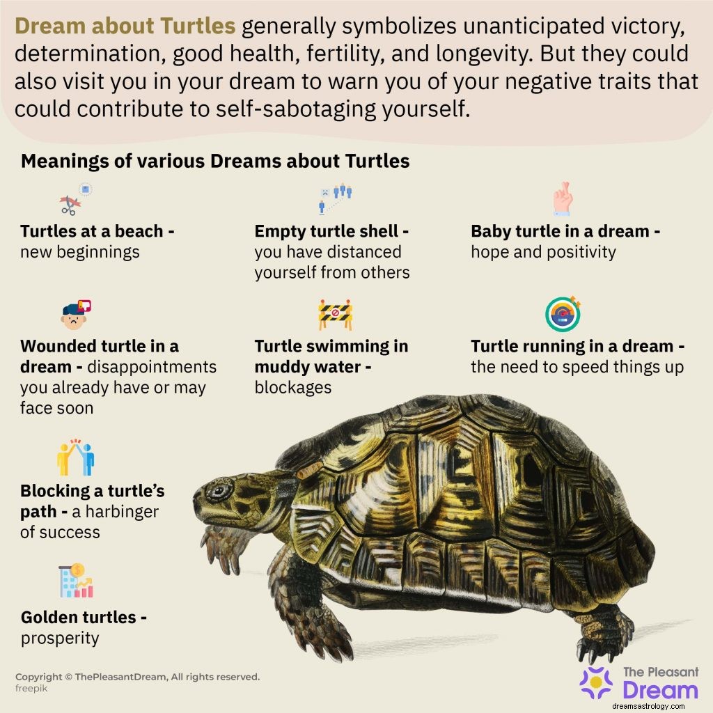 Rêver de tortues :100 intrigues et leur signification 