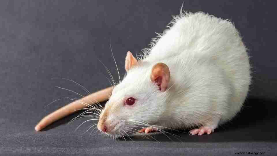 Rêver de rats :plus de 150 intrigues et leur signification 