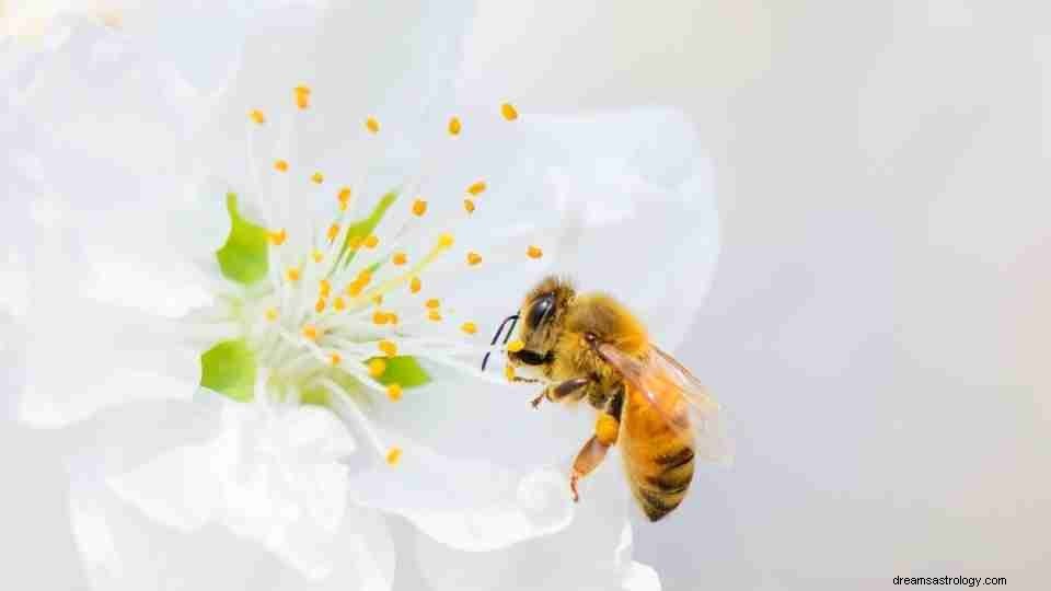 Sonhando com abelhas:mais de 80 narrativas de sonhos e seus significados 