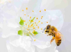 Soñando con abejas:más de 80 narraciones de sueños y sus significados 