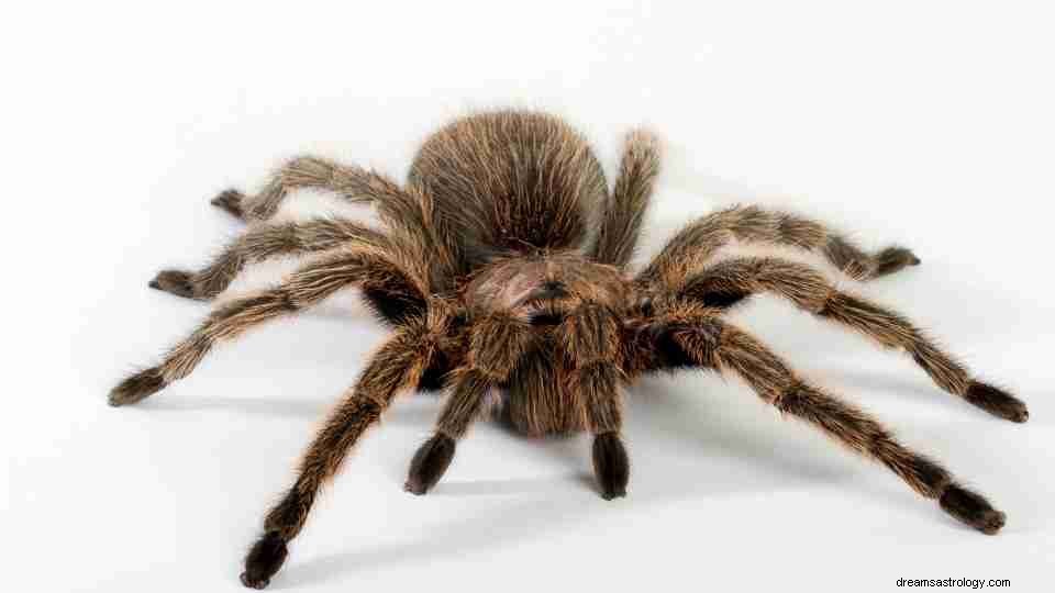 55 typer av Tarantula drömmar och deras betydelser 