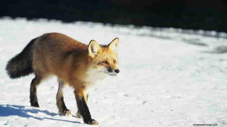 Hast du von Fox geträumt? Lesen Sie hier mehr über diesen Trickster! 