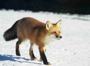 Snili jste o Foxovi? Přečtěte si o tomto podvodníkovi zde! 