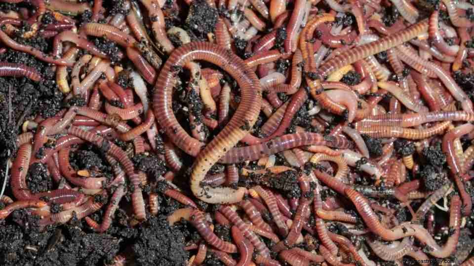 Sonhando com Worms - 141 parcelas de sonhos e seus significados 