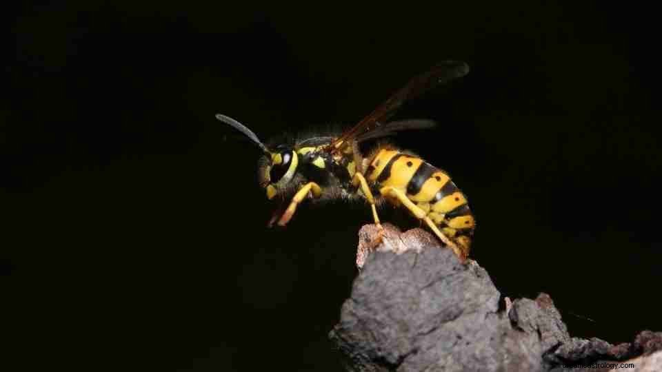 Apa semua Buzz tentang Wasp Dreams? [47 Jenis dan Maknanya] 