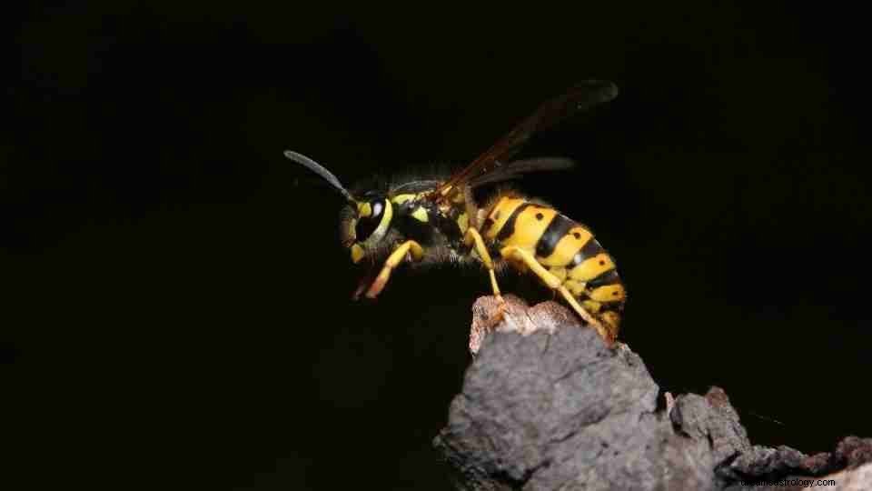 ¿Qué es todo el zumbido sobre Wasp Dreams? [47 tipos y sus significados] 