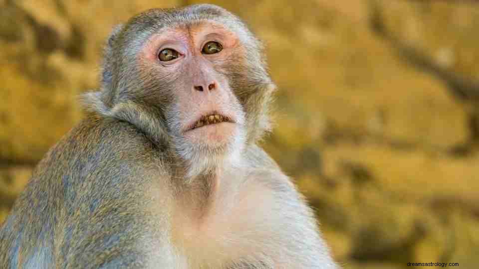 Macaco em sonho:147 enredos de sonho e seus significados 