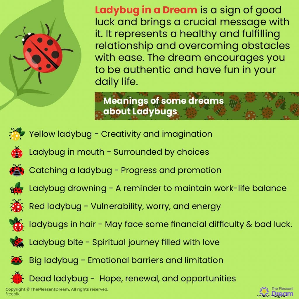 Rêver de coccinelles :37 types de rêves et leur signification 