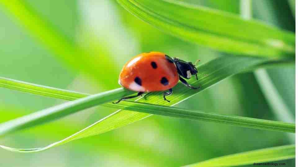 Rêver de coccinelles :37 types de rêves et leur signification 