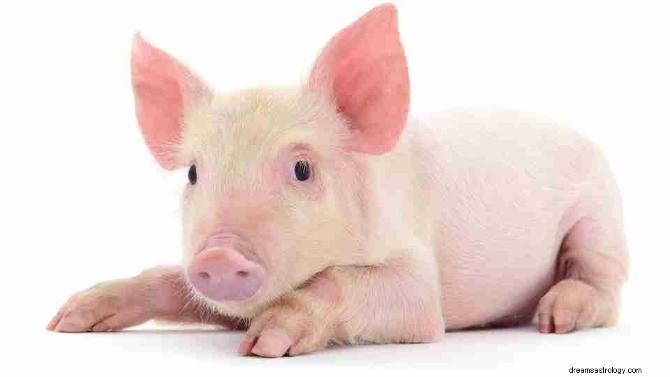 Schwein im Traum:79 Traumtypen und ihre Bedeutung 