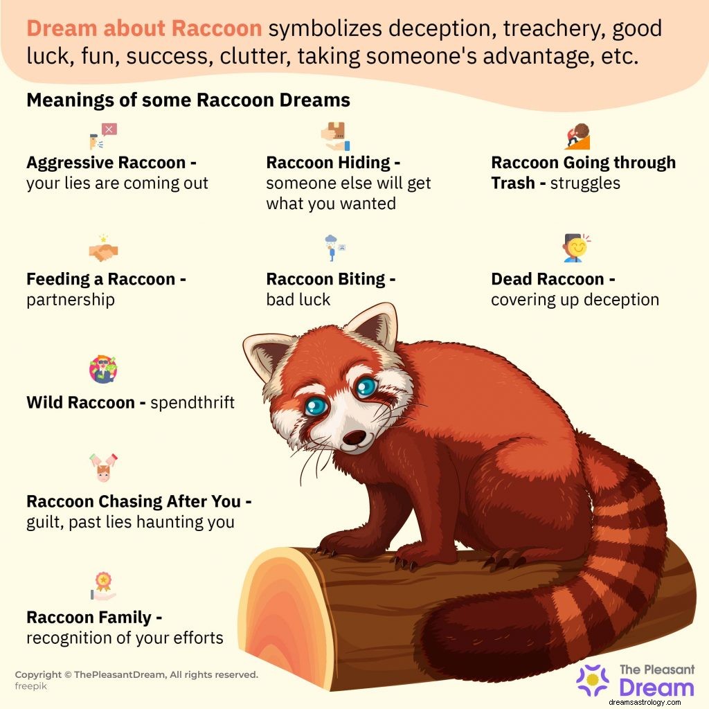 Raccoon in Dream – Ta reda på vad det betyder 