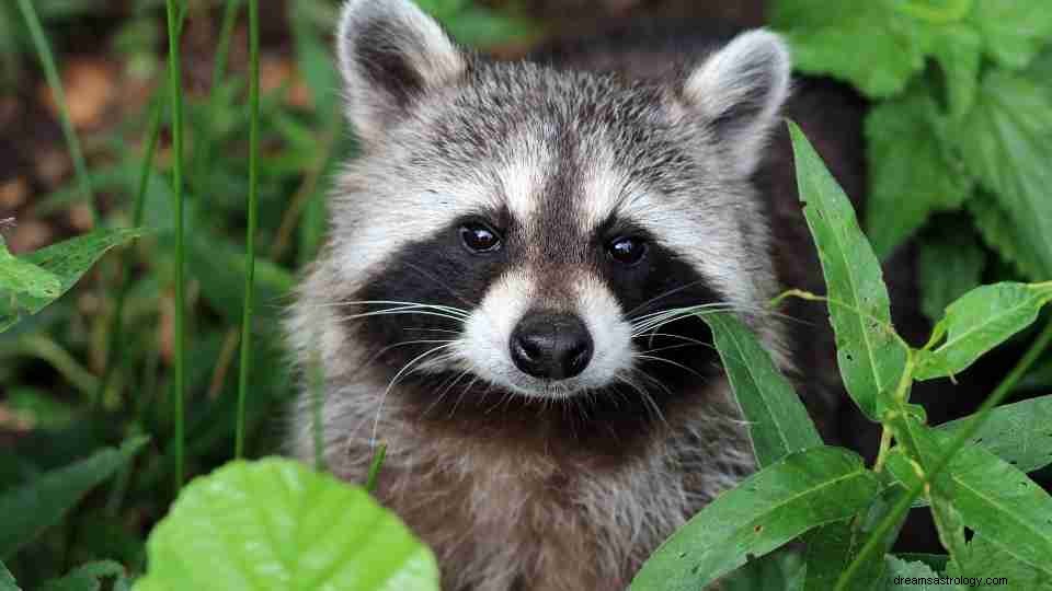 Waschbär im Traum – Finden Sie heraus, was es bedeutet 