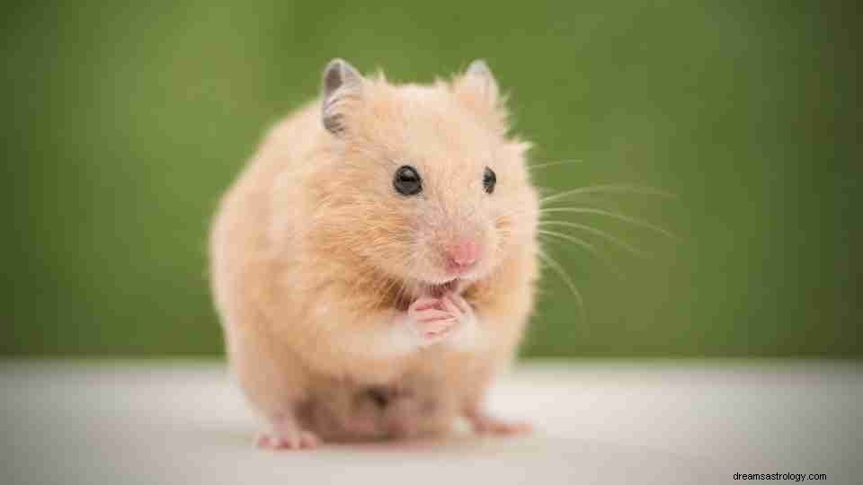 Drøm om hamster - Den ultimative guide 
