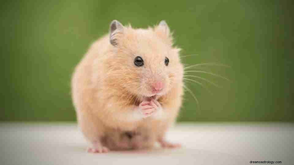 Droom van Hamster - De Ultieme Gids 