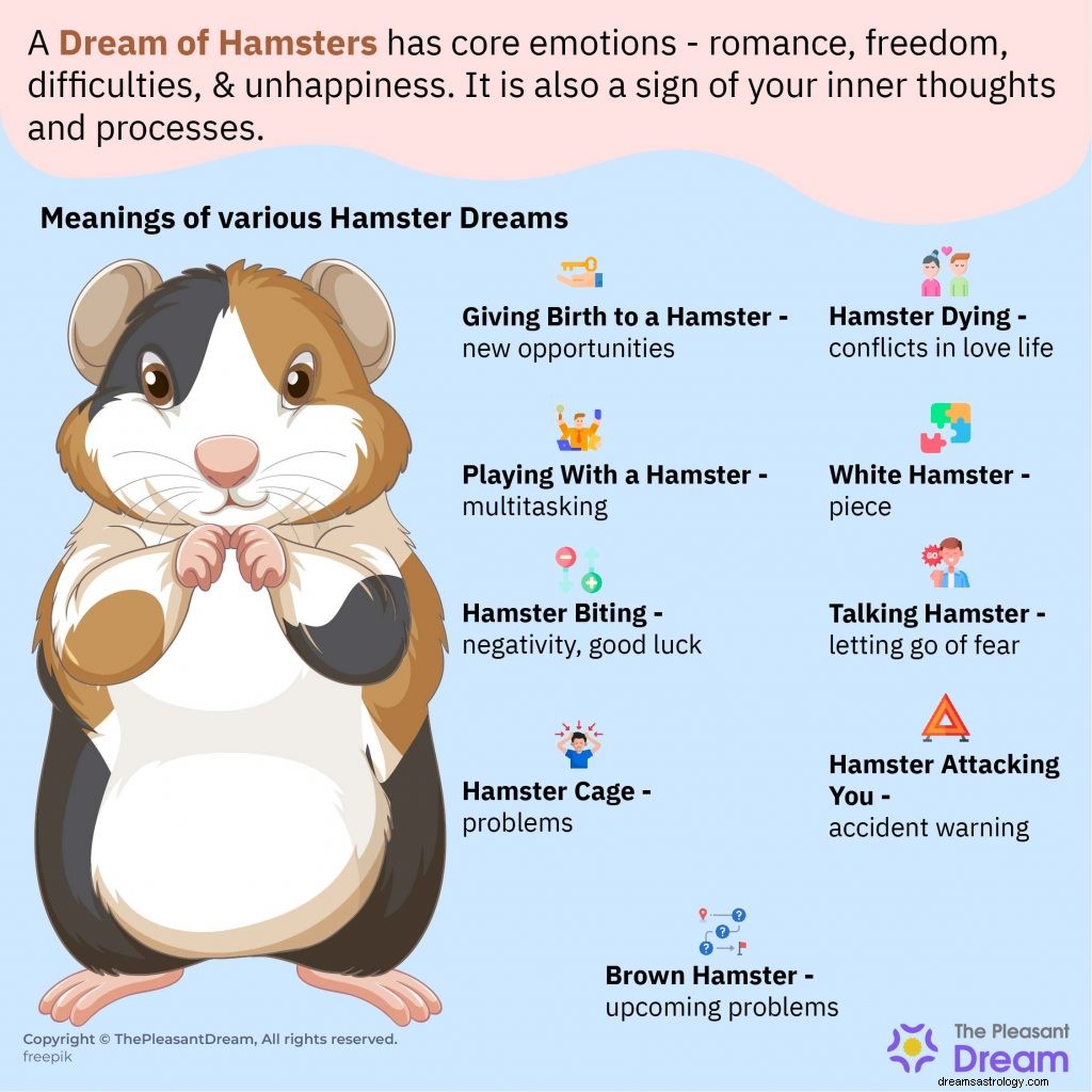 Sonho de Hamster - O guia definitivo 