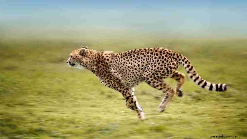 Cheetah Dream Betekenis:een gids met 19 scenario s en symbolische betekenissen 