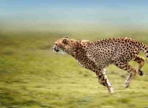 Cheetah Dream Meaning:En guide med 19 scenarier og symbolske betydninger 