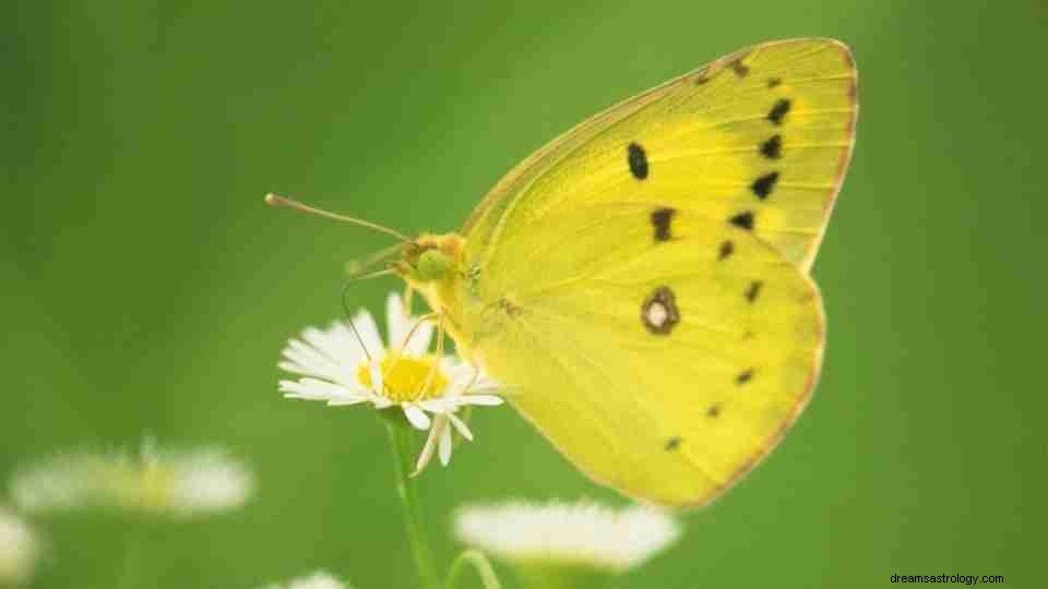 Soñar con mariposas:comprenda 33 escenarios y sus interpretaciones 