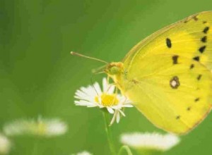 Rêve de papillon – Comprendre 33 scénarios et ses interprétations 