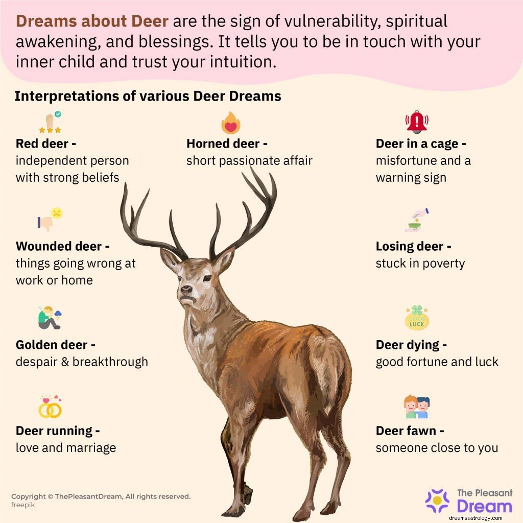 Dröm om rådjur:62 drömtomter och deras betydelser 