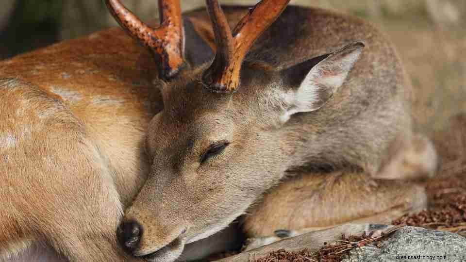 Dream of Deer:62 tramas de sueños y sus significados 